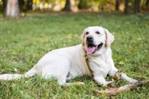 Curp para perros